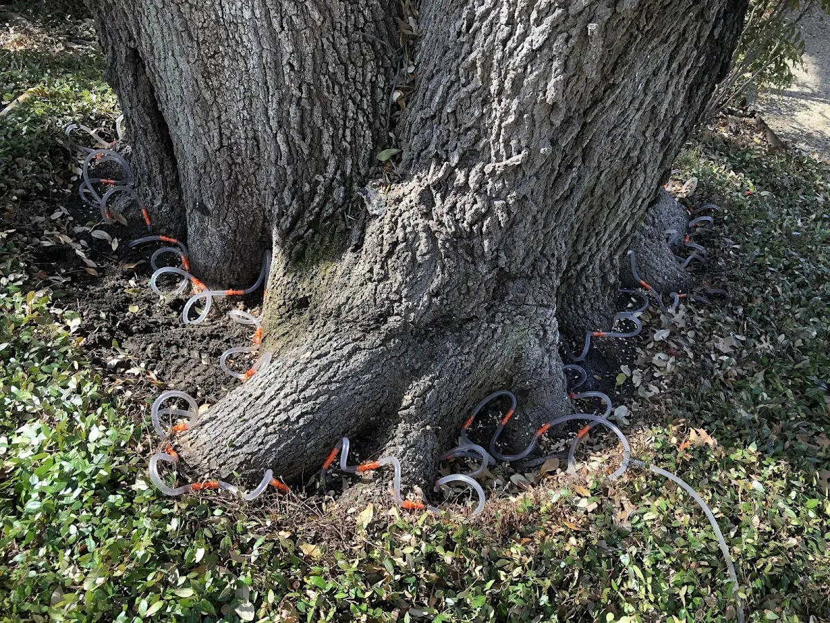 Detailed Tree Cabling and Bracing job site in Kihei
