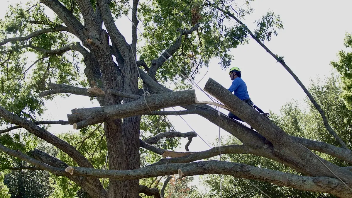 Professional Crown Thinning performed by certified arborists in Kihei