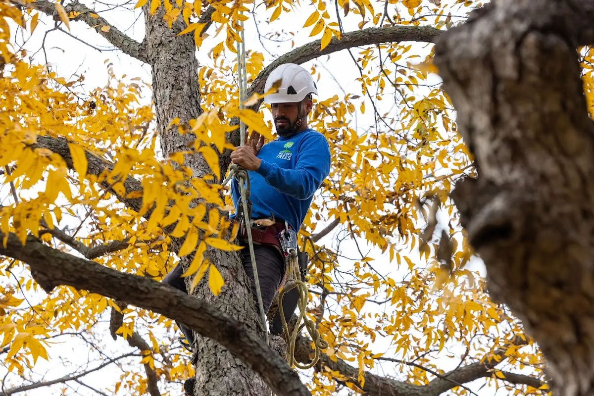 Skilled Tree Pruning crew working in Kihei